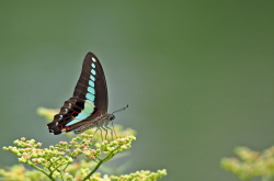 Triangle bleu (Graphium sarpedon)
