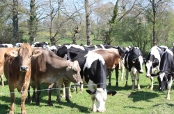 Troupeau de vaches