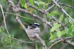 Gobemouche noir (Ficedula hypoleuca) dans son nid