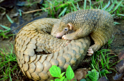 Jeune pangolin et sa mère