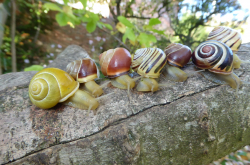 Polymorphisme chez l'escargot des haies Cepaea nemoralis