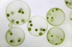 Microphotographie de Volvox