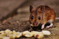Mulot sylvestre Apodemus sylvaticus