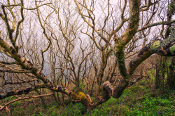Ramifications d'un arbre nu