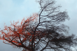 arbre exposé au vent