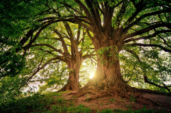 Arbres rétroéclairés par le soleil