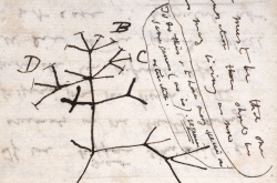 Arbre de la vie