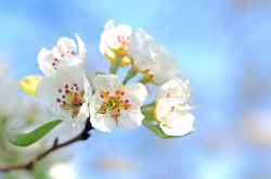 Fleurs de pommier