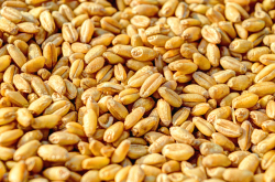 Grains de blé