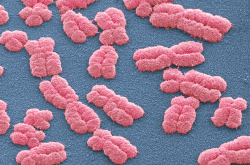 Chromosomes humains