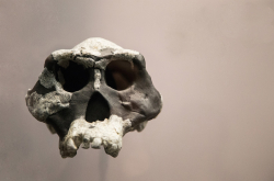 Crâne d'Australopithecus afarensis
