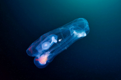 Salpe - Pegea confoederata