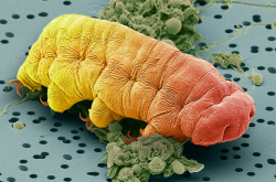 Tardigrade