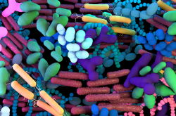 Diversité des bactéries (vue d'artiste)