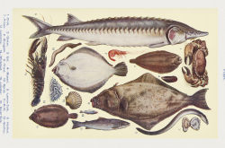 Des « poissons » selon Le livre d'économie domestique par Mrs Beeton