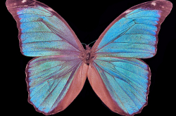 Morpho menelaus observé avec une lumière venant du dessus de l'animal