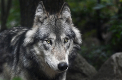 Loup
