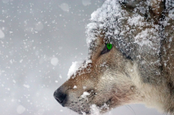 Loup