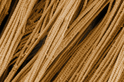 Fibres de collagène observées au microscope électronique à balayage
