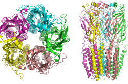 Récepteur nicotinique à l'acétylcholine