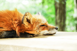 Renard endormi