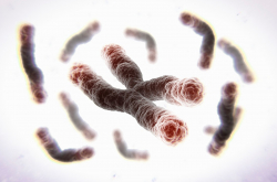 Chromosomes et télomères (vue d'artiste)