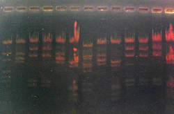Electrophorèse ADN agarose négatif