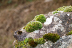Mousses et lichens sur roche