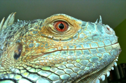 Œil d'iguane