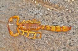 Le scorpion Androctonus australis