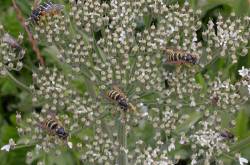 Insectes sur une ombelle