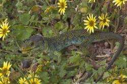 Le lézard ocellé Timon lepidus