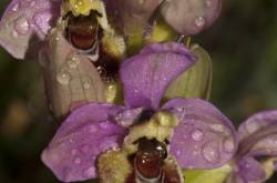 Photo d'Ophrys tenthredinifera dans son milieu