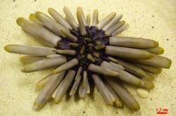 L'oursin Heterocentrotus sp.