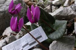 Cyclamen en fleurs