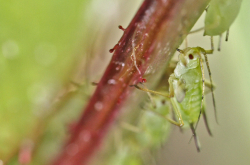 Puceron vert se nourrissant sur une branche de rosier