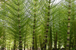 Une « forêt » de prêles