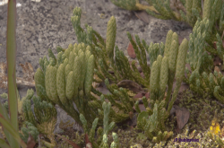 Un lycopode
