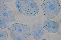 Hépatocyte de lapin coloré au bleu de méthylène, x800
