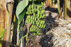 Régime de banane en cours de formation