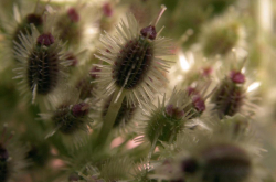 Infrutescence d'un pied de carotte