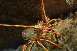Langouste rouge, Palinurus elephas