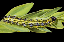 Chenille de Cydalima perspectalis