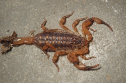Isometrus maculatus