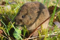 Microtus arvalis