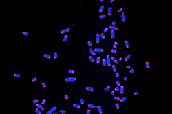 Caryotype du chien avec coloration FISH spécifique des télomères