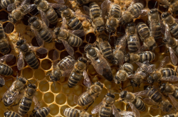 Des abeilles domestiques (Apis mellifera)