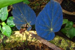Begonia pavonina