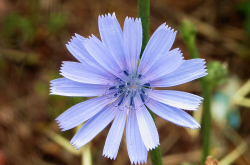 Inflorescence de chicorée