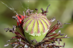 Passage de la fleur au fruit